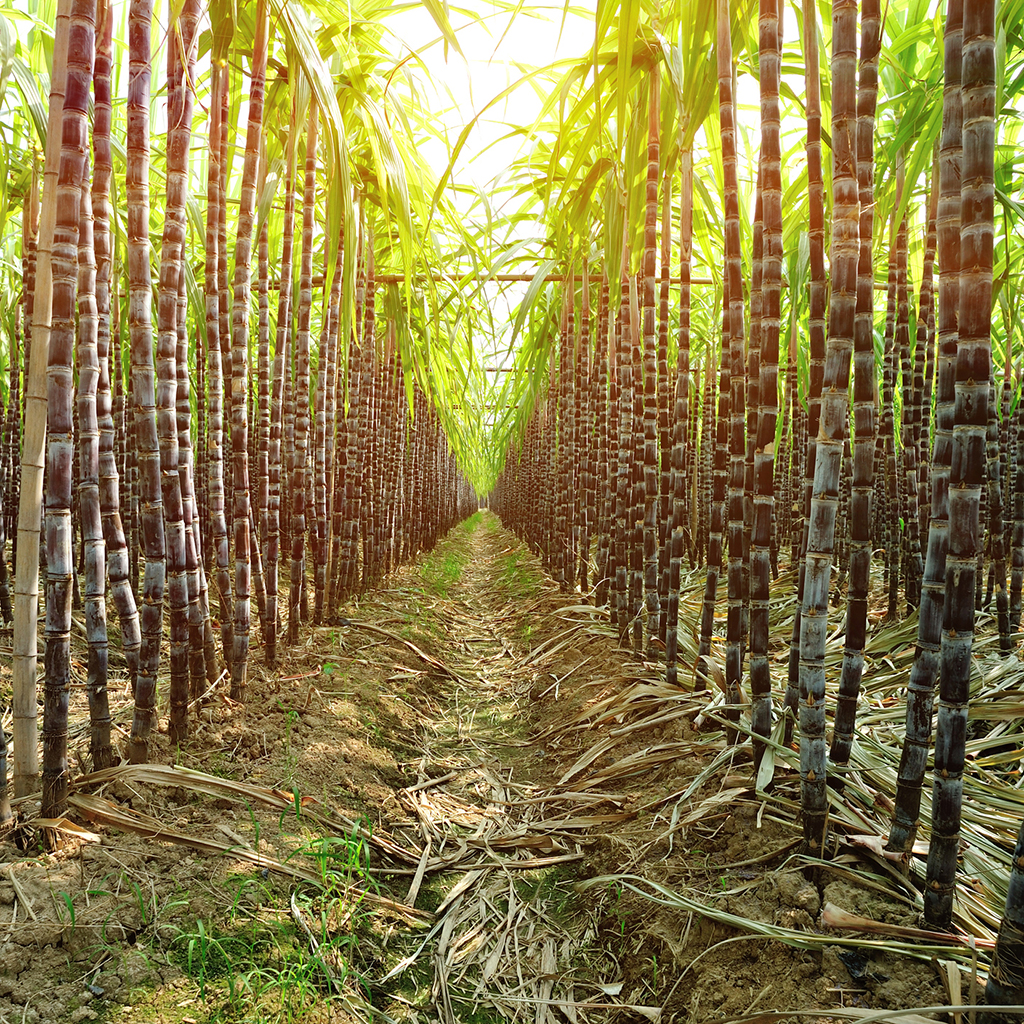 Sugarcane, Gift Wrapping Paper