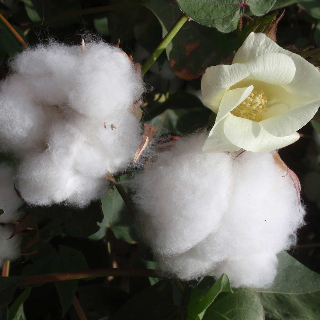 https://www.wholesalesuppliesplus.com/Images/Products/1120-Cotton-Blossom-Fragrance-Oil-297.jpg