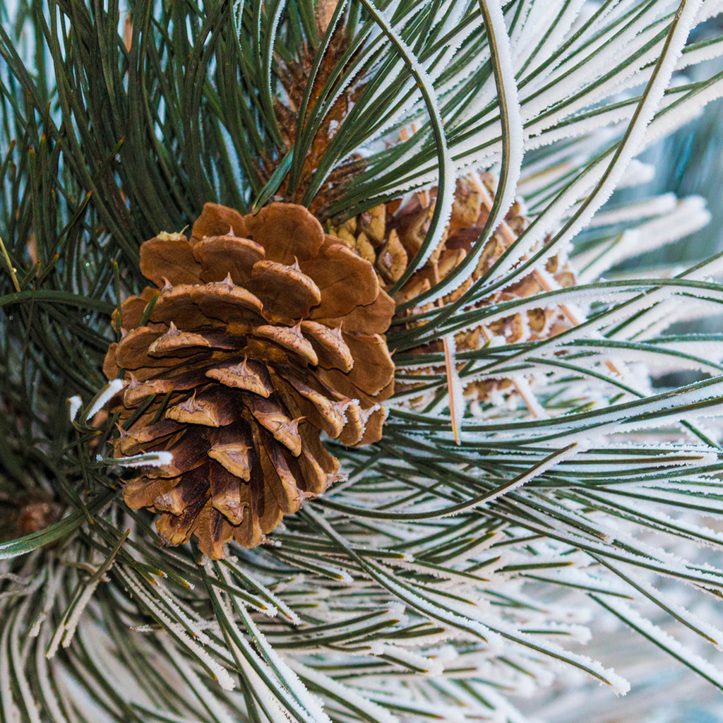 Frosted Pine Cone Fragrance Oil 974 - Crafter's Choice