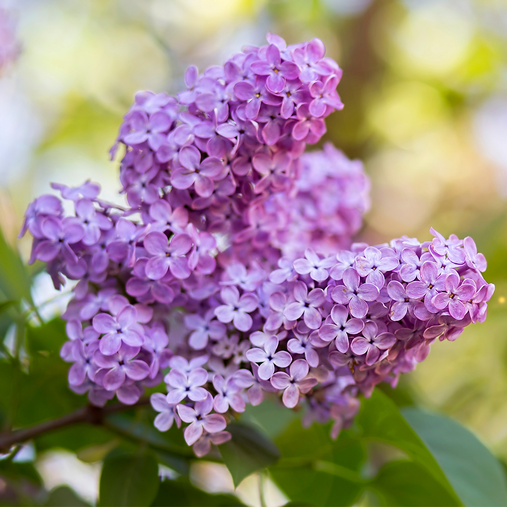 https://www.wholesalesuppliesplus.com/Images/Products/3257-Lilac-in-Bloom-Fragrance-Oil.jpg