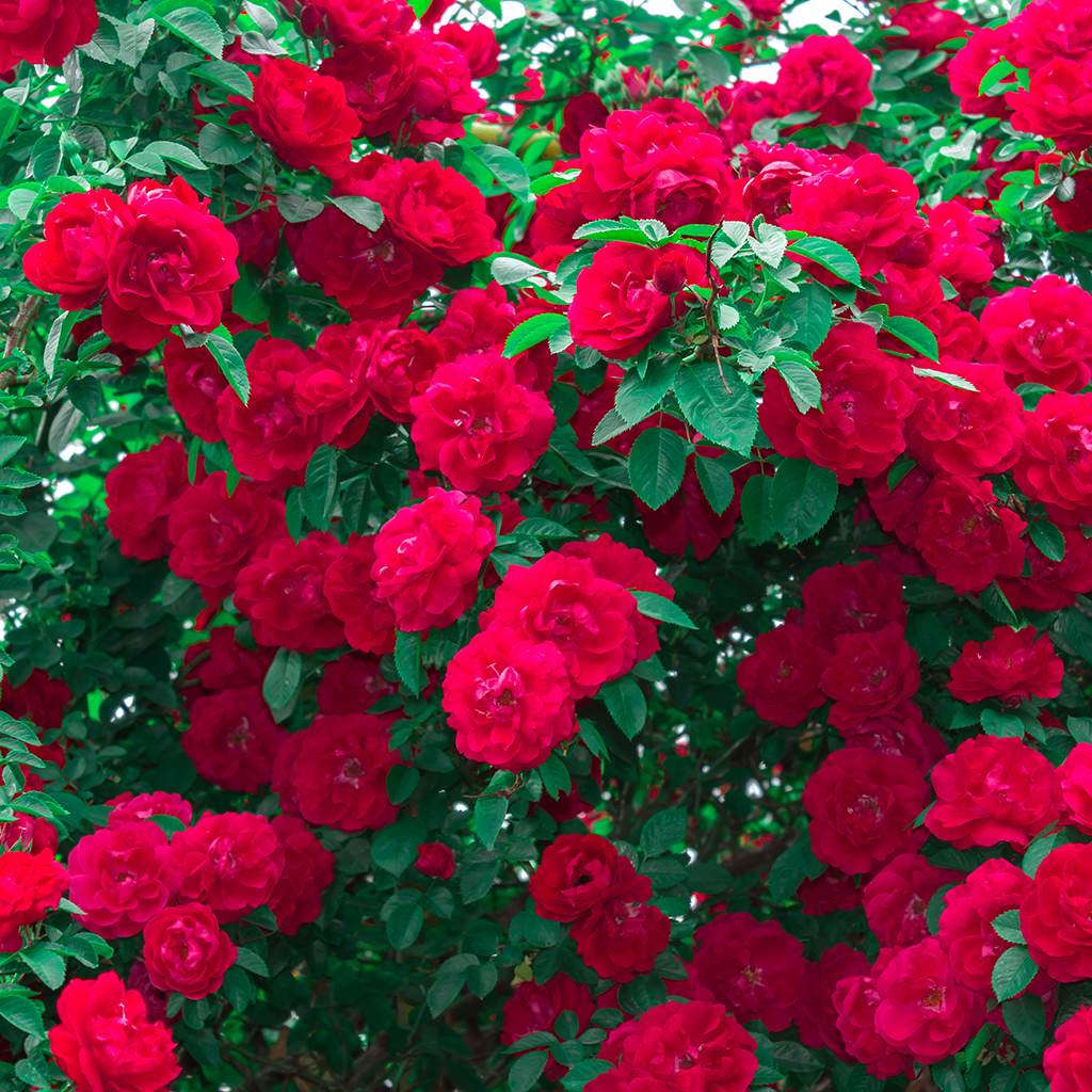 Кустарники роз насыщенные красные