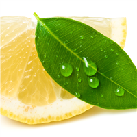 Lemon Eucalyptus EO - Certified 100% Pure 598