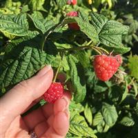 Sun Ripened Raspberry* FO (Special Order) - Wholesale Supplies Plus