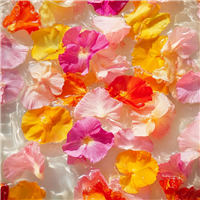 Candied Petals & Peach Fragrance Oil 521