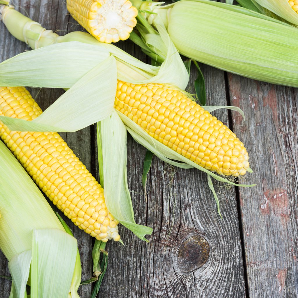 Wholesale Corn Husks  Farmers Spice – Us-Farmers Spice