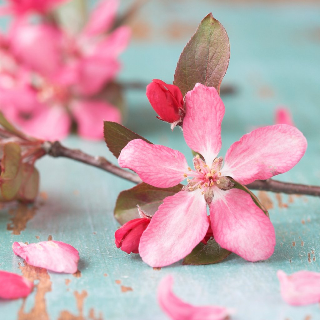 Learn About The Peach Blossom: Basics, Types, Growth & Care, Value and More, by Peggie
