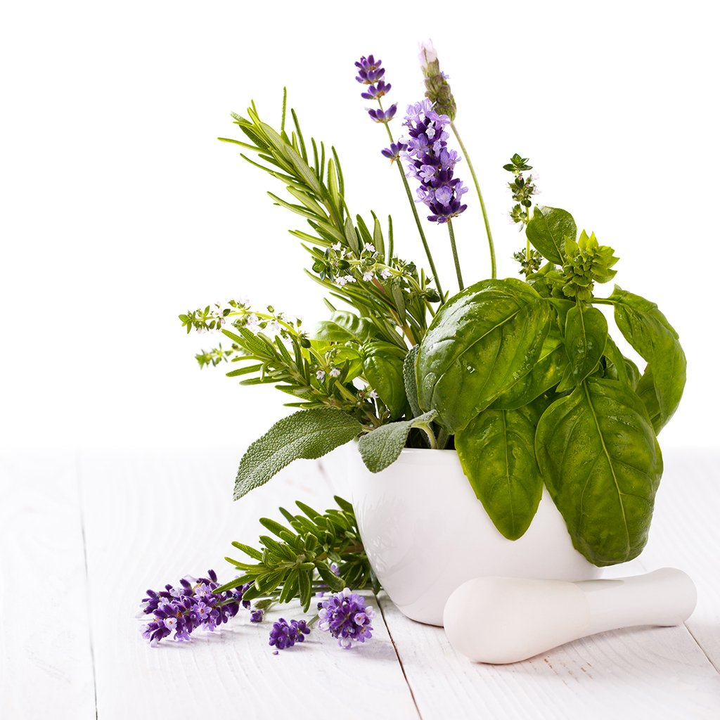 Lavender Basil Fragrance Oil 629 Wholesale Supplies Plus