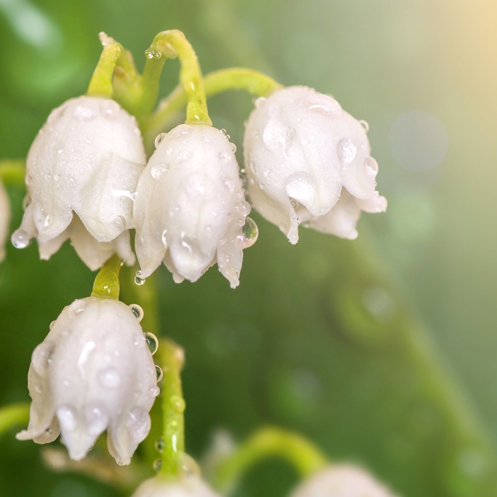 Lily Of The Valley Essence Oil – Essential Elements Wellness LLC