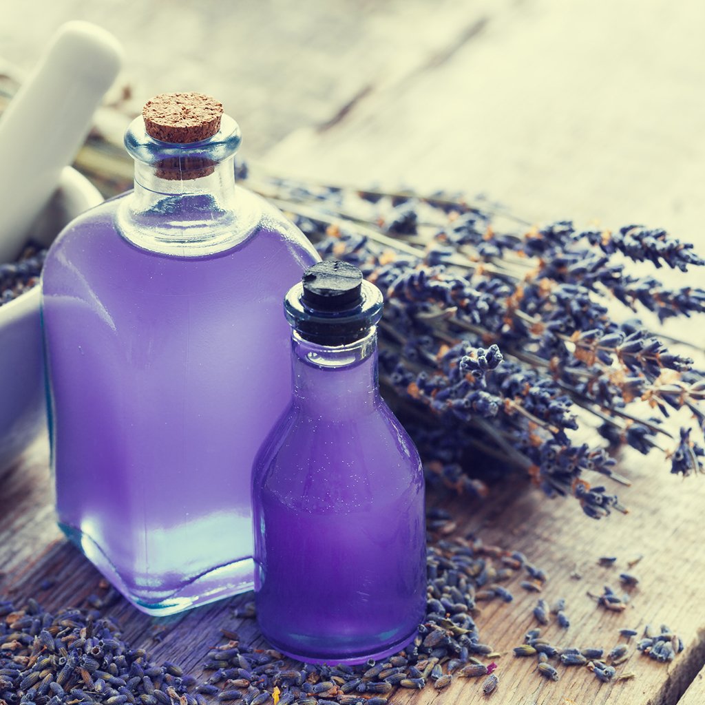 Everyday Essentials: Lavender, Wholesale