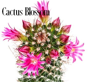 Cactus Blossom mist?? : r/bathandbodyworks